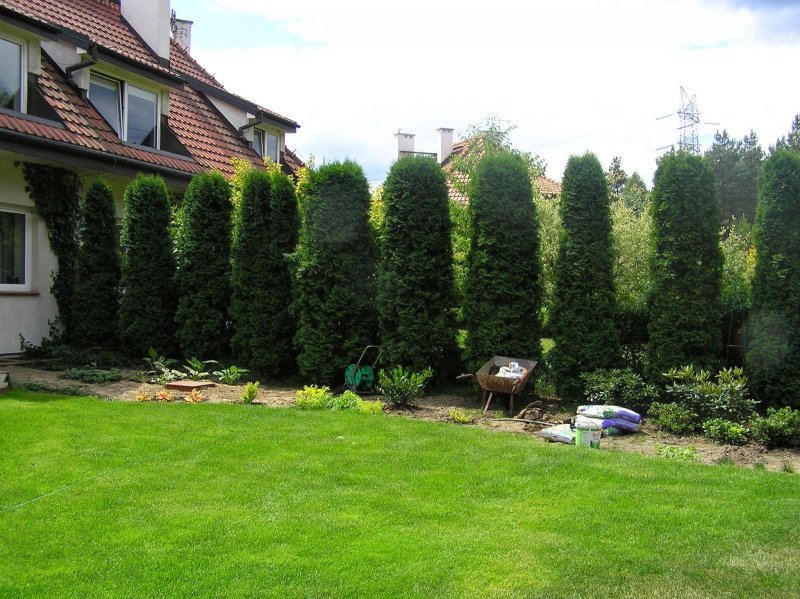Туя Emerald Green Arborvitae Smaragd