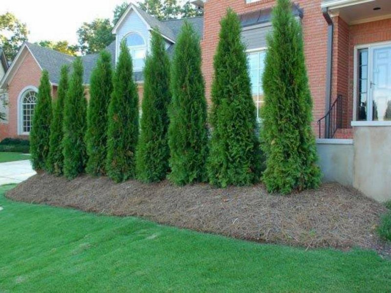 Thuja occidentalis Smaragd