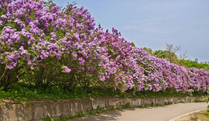 Syringa Живая изгородь