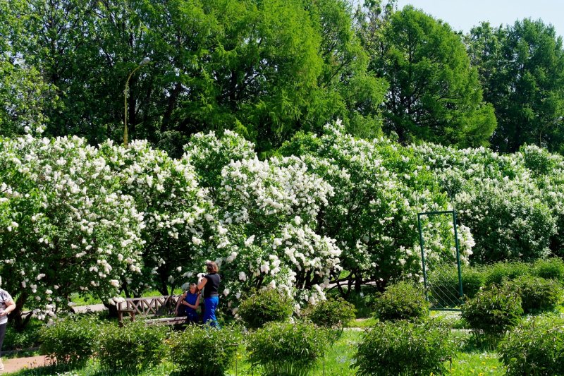 Ботанический сад МГУ сирень экскурсия