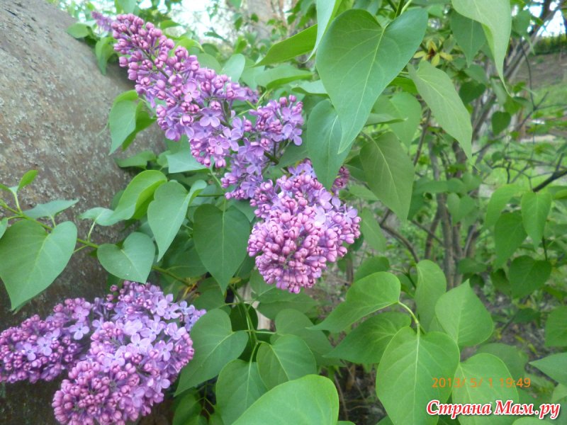 Сирень Мейера изгородь