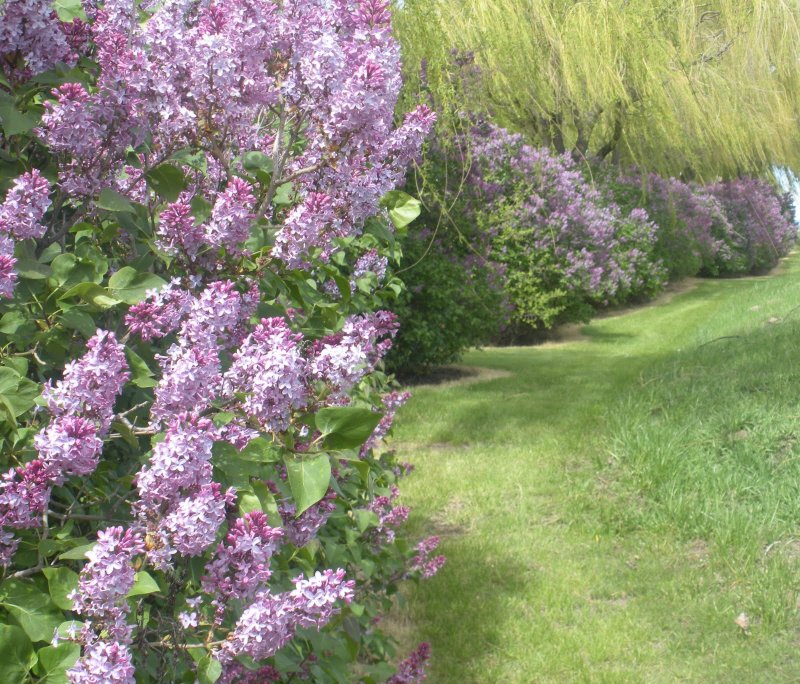 Syringa Живая изгородь