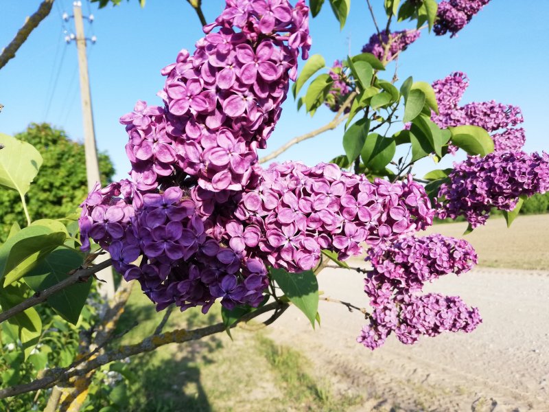 Бугенвиллея для живой изгороди