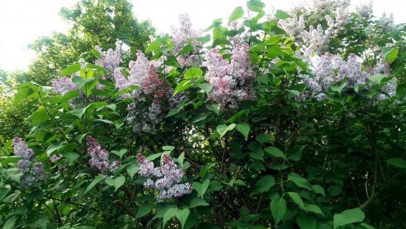 Кусты сирени вдоль забора