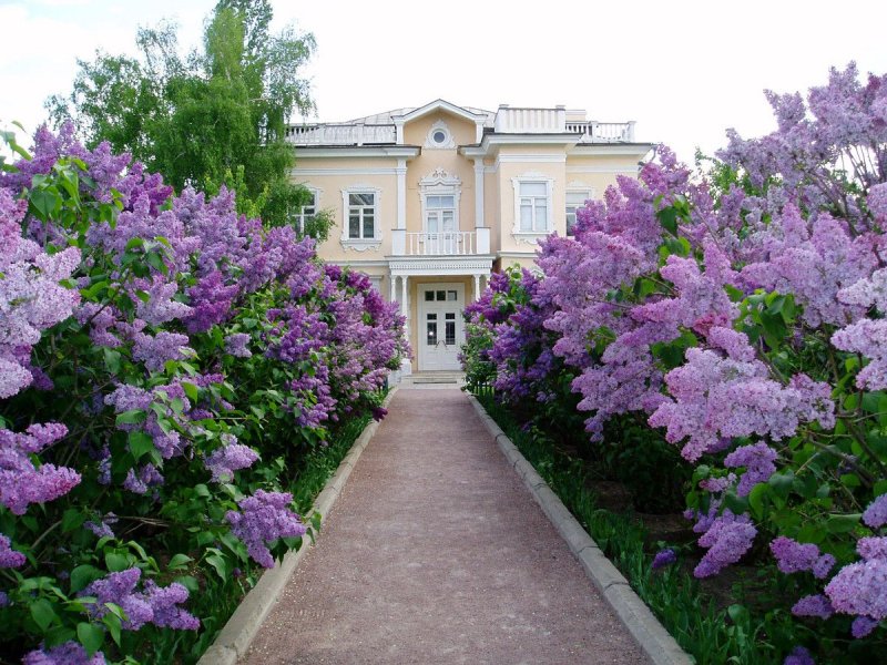 Клематис Живая изгородь