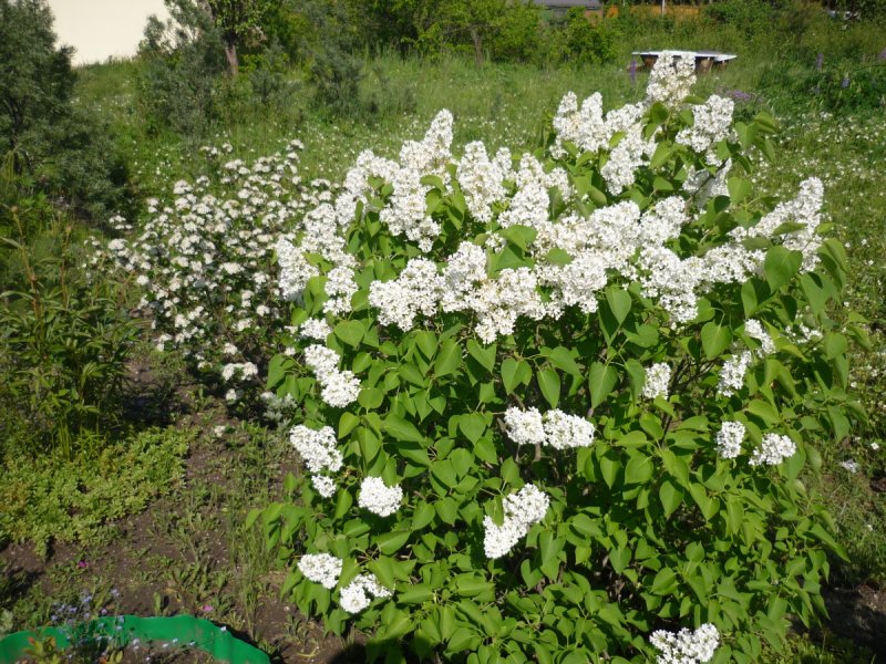 Рододендрон Живая изгородь