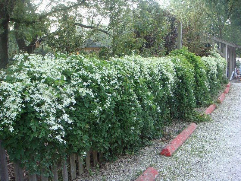 Клематис изгородь