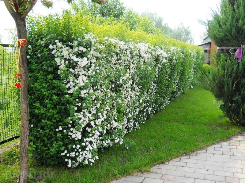 Клематисы касатики
