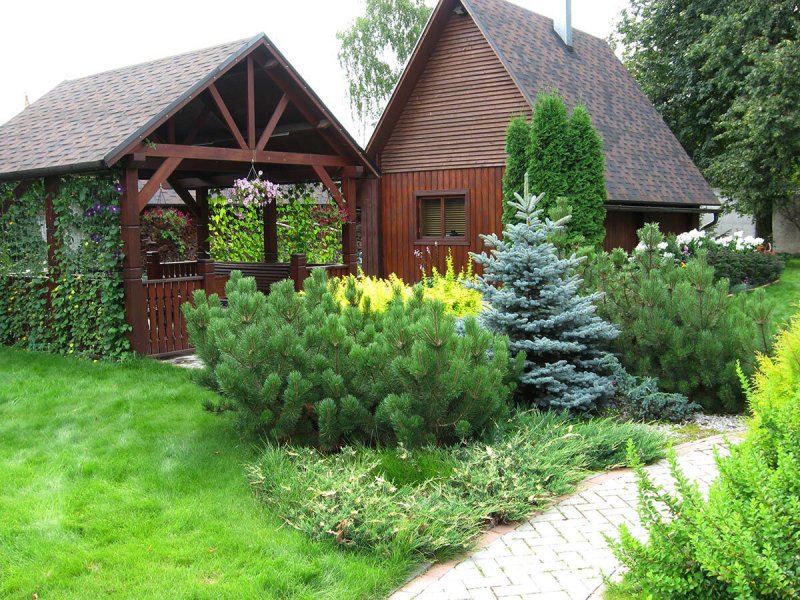 Хвойники в Лесном ландшафте