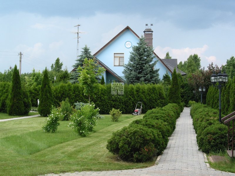 Живая изгородь из хвойников