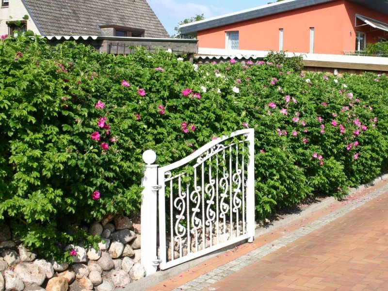 Rosa rugosa Живая изгородь