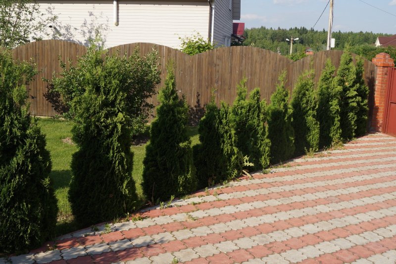 Живая изгородь туя дерен