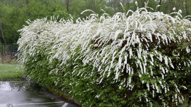 Спирея березолистная изгородь