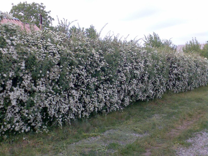 Спирея березолистная Spiraea betulifolia