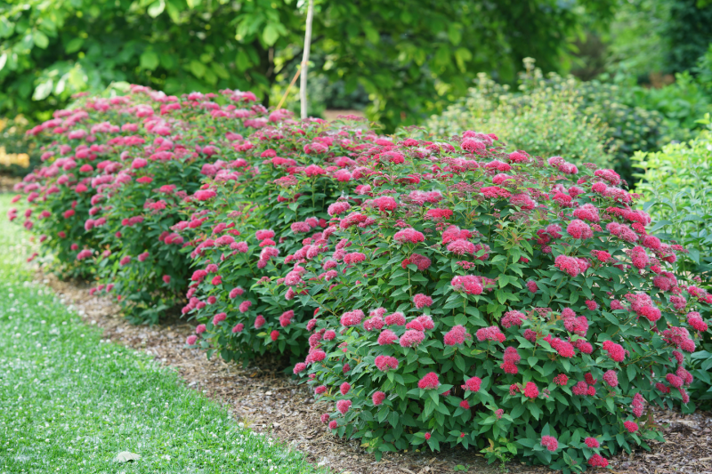 Спирея японская (Spiraea japonica Manon)