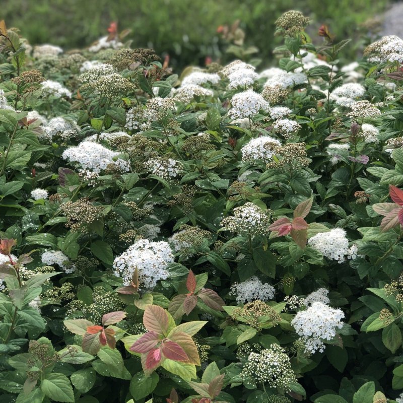 Spiraea arguta Живая изгородь