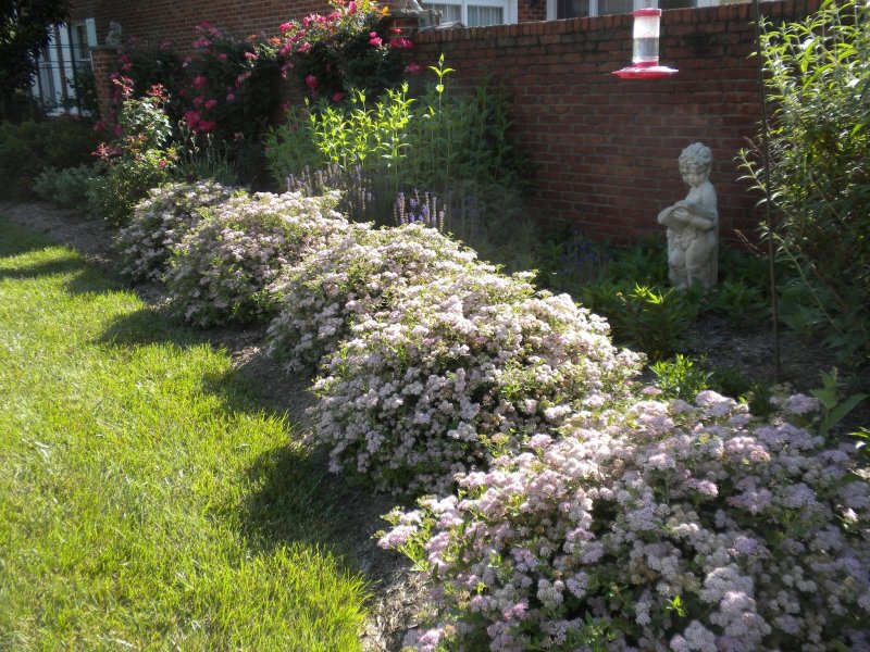 Спирея аргута Spiraea arguta