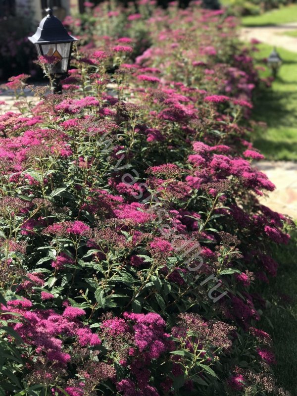 Spiraea japonica Magic Carpet