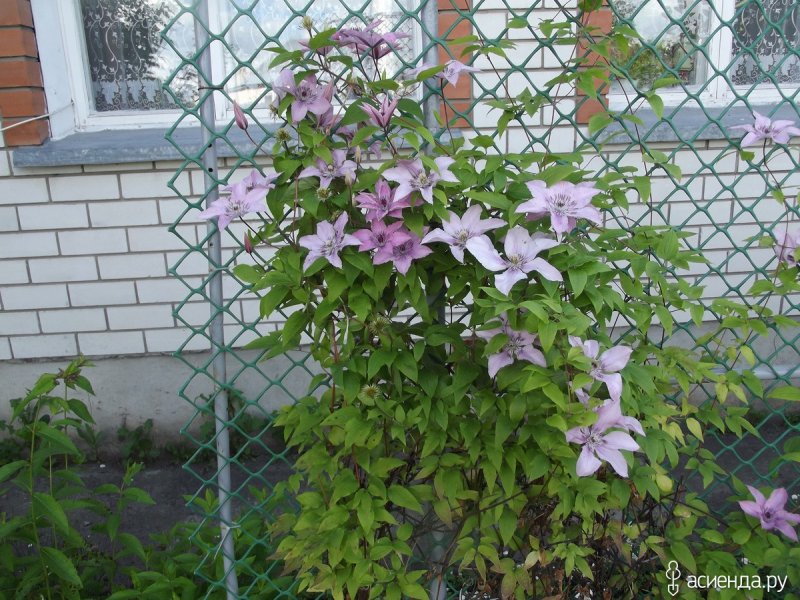 Красный Барбарис и клематис