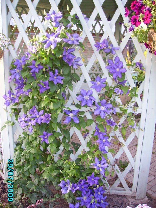 Клематис terniflora / Maxim