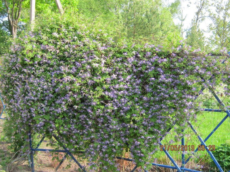 Клематис княжик изгородь