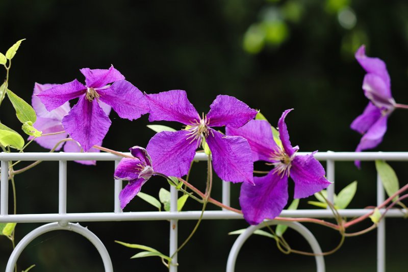 Клематис прямой Clematis recta p10