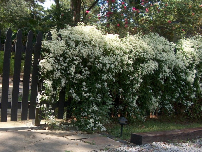 Клематис Тангутика на шпалере
