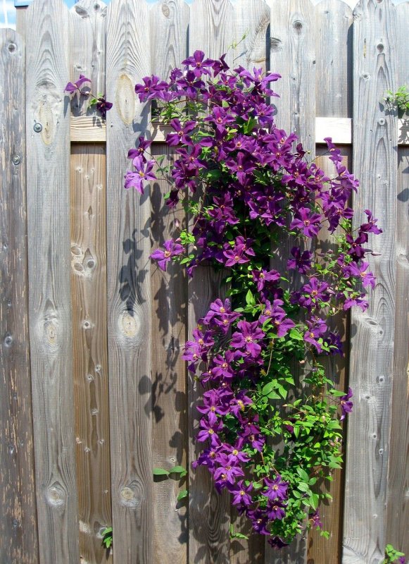 Clematis terniflora