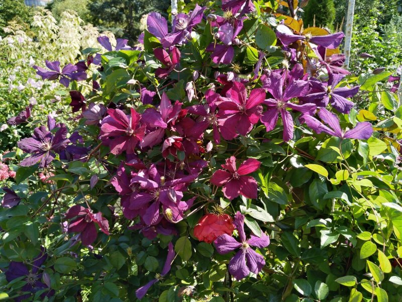 Клематис Сатурн