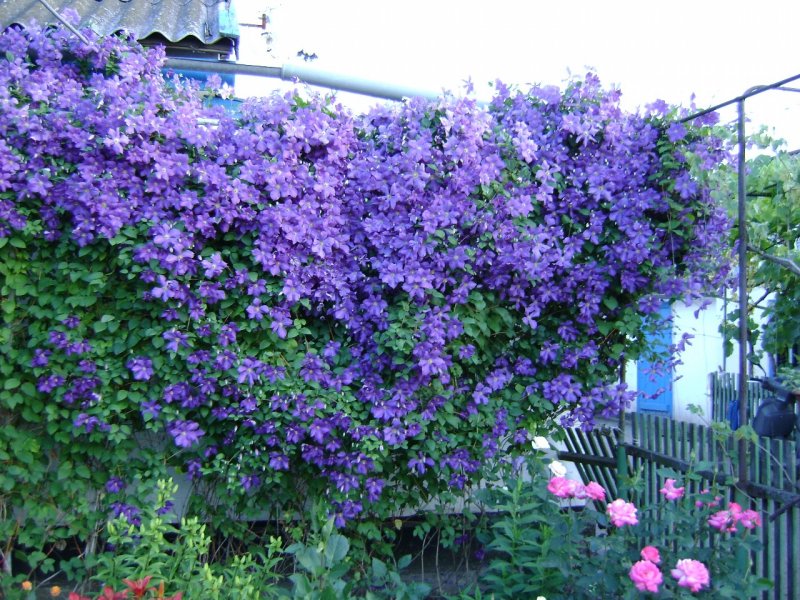Clematis vitalba изгородь