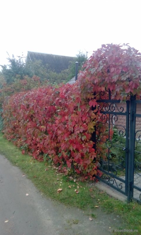 Виноград Амурский Живая изгородь