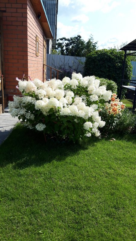 Клумба с гортензией метельчатой
