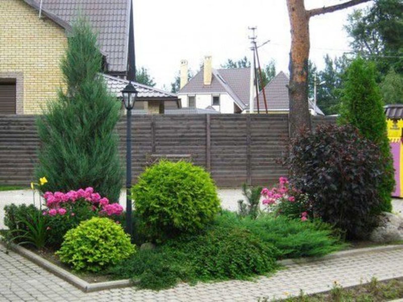 Хвойники Барбарис спирея