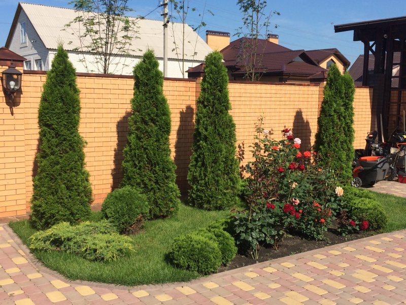 Гортензия изгородь самшит