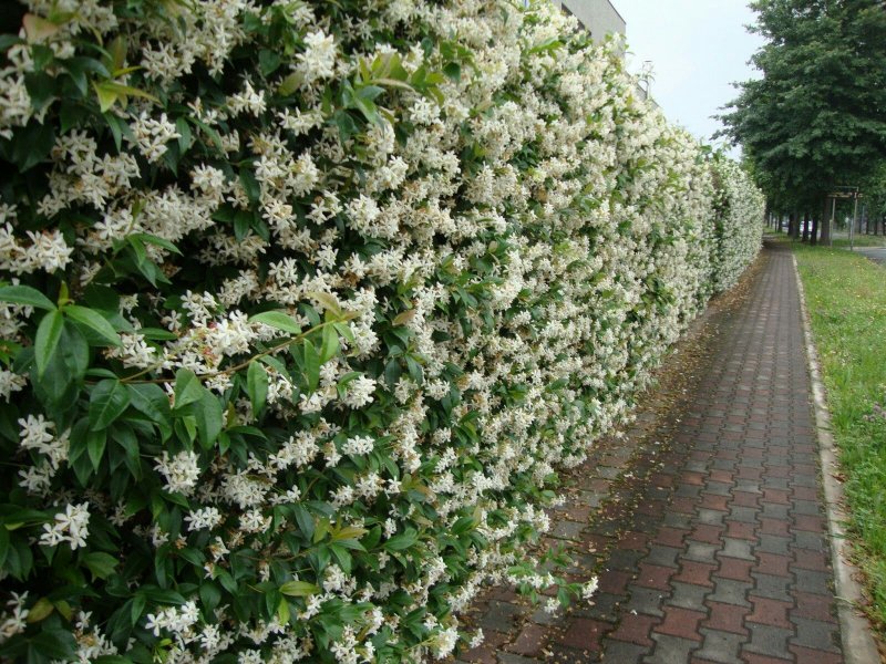 Ирга канадская Ламарка Живая изгородь