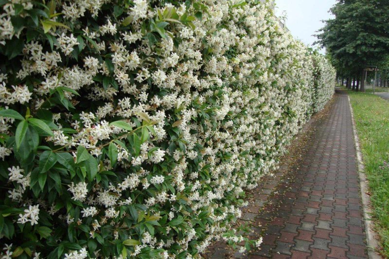 Плющ(Hedera Helix) Живая изгородь