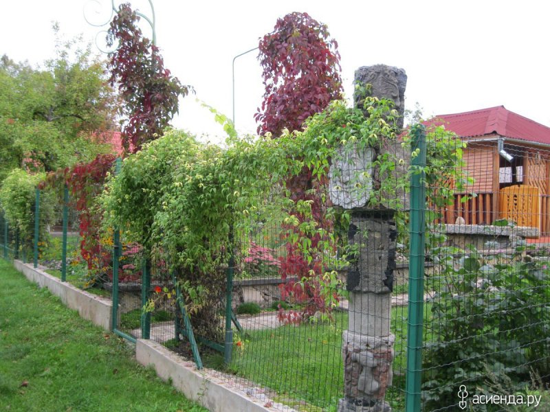 Крушина Живая изгородь