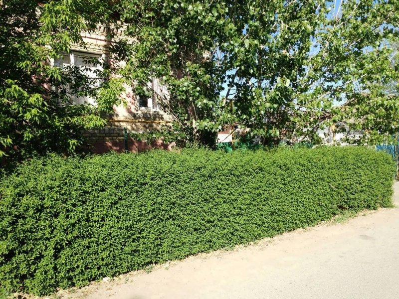 Дерен белый Живая изгородь