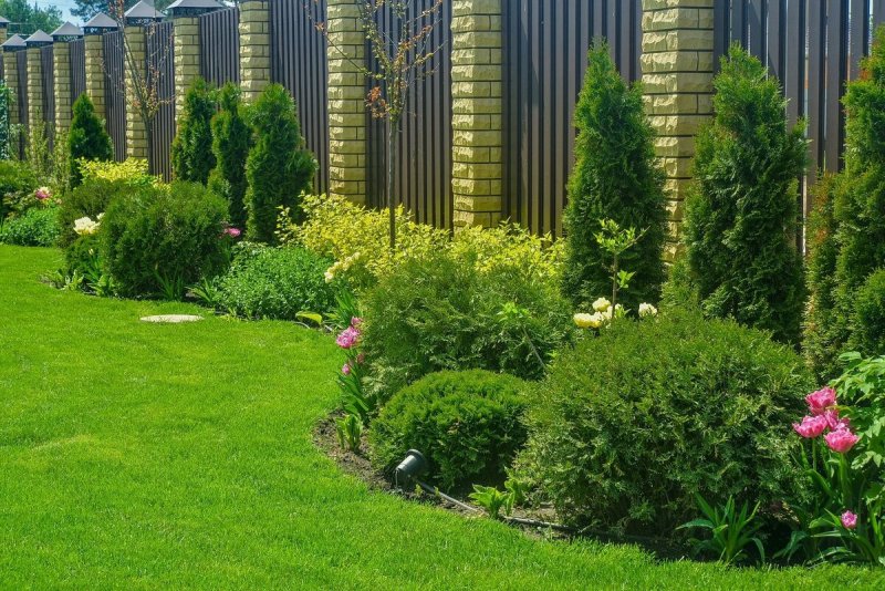 Комбинированная Живая изгородь туя и дерен