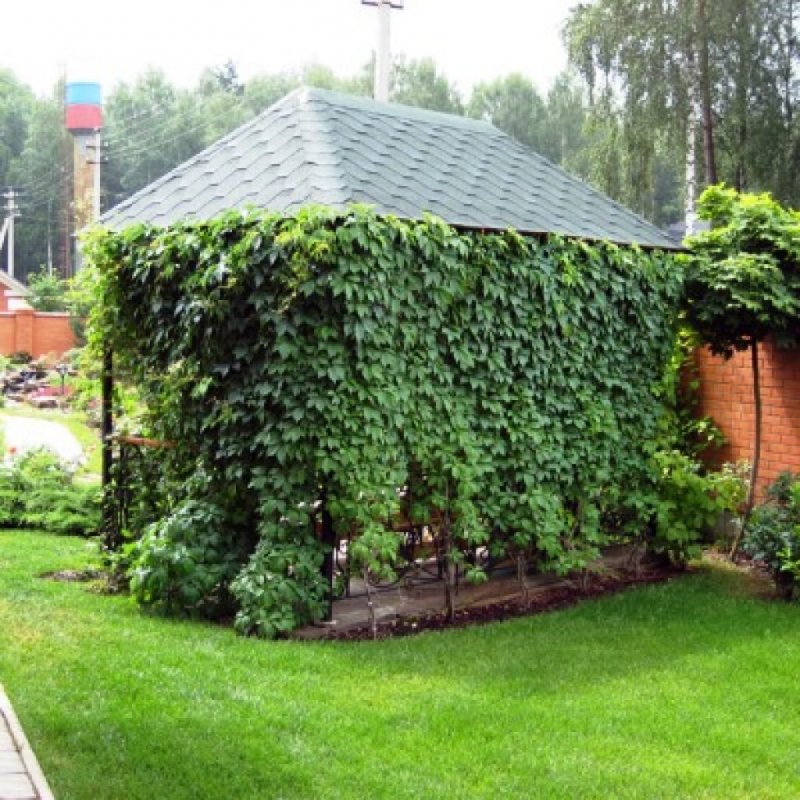 Барбарис Атропурпуреа изгородь