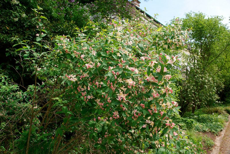 Бирючина обыкновенная (Ligustrum vulgare)