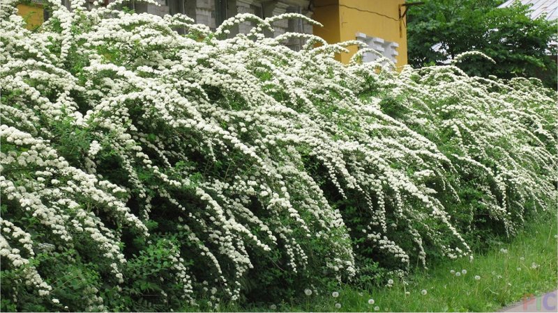 Барбарис Тунберга Живая изгородь
