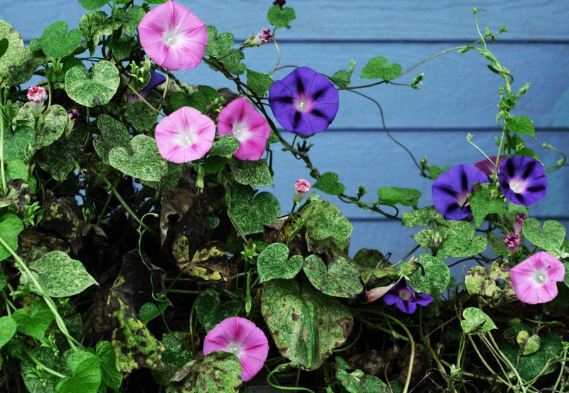 Morning Glory трава