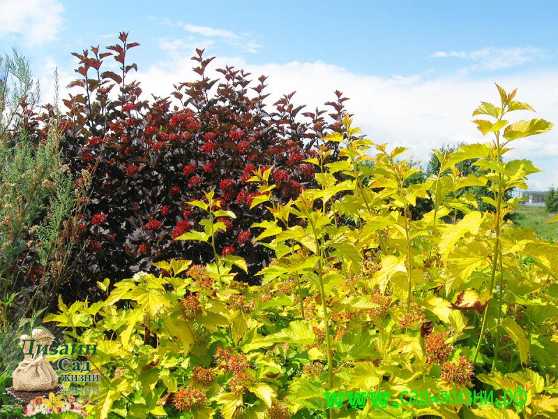 Пузыреплодник калинолистный Лютеус (Physocarpus opulifolius luteus)