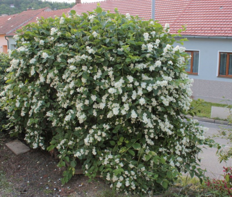 Чубушник венечный Philadelphus coronarius “variegatus”