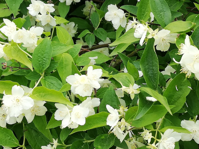 Philadelphus 'lemoinei'