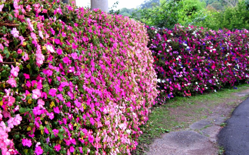 Privet Hedge growth rate