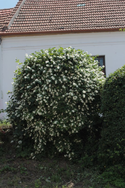 Philadelphus coronarius Живая изгородь