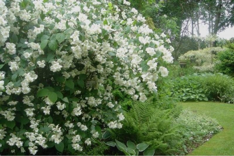 Бирючина плакучая