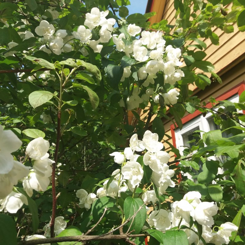 Калина обыкновенная изгородь